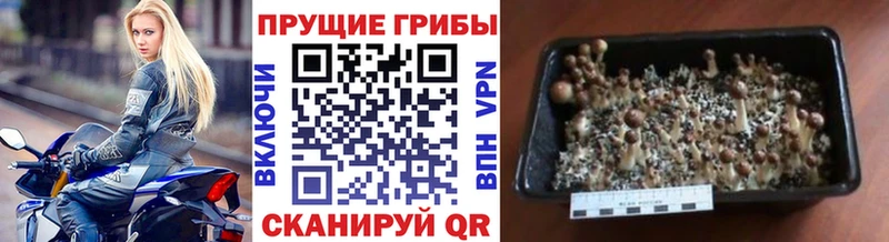 Псилоцибиновые грибы мицелий  Каргополь 